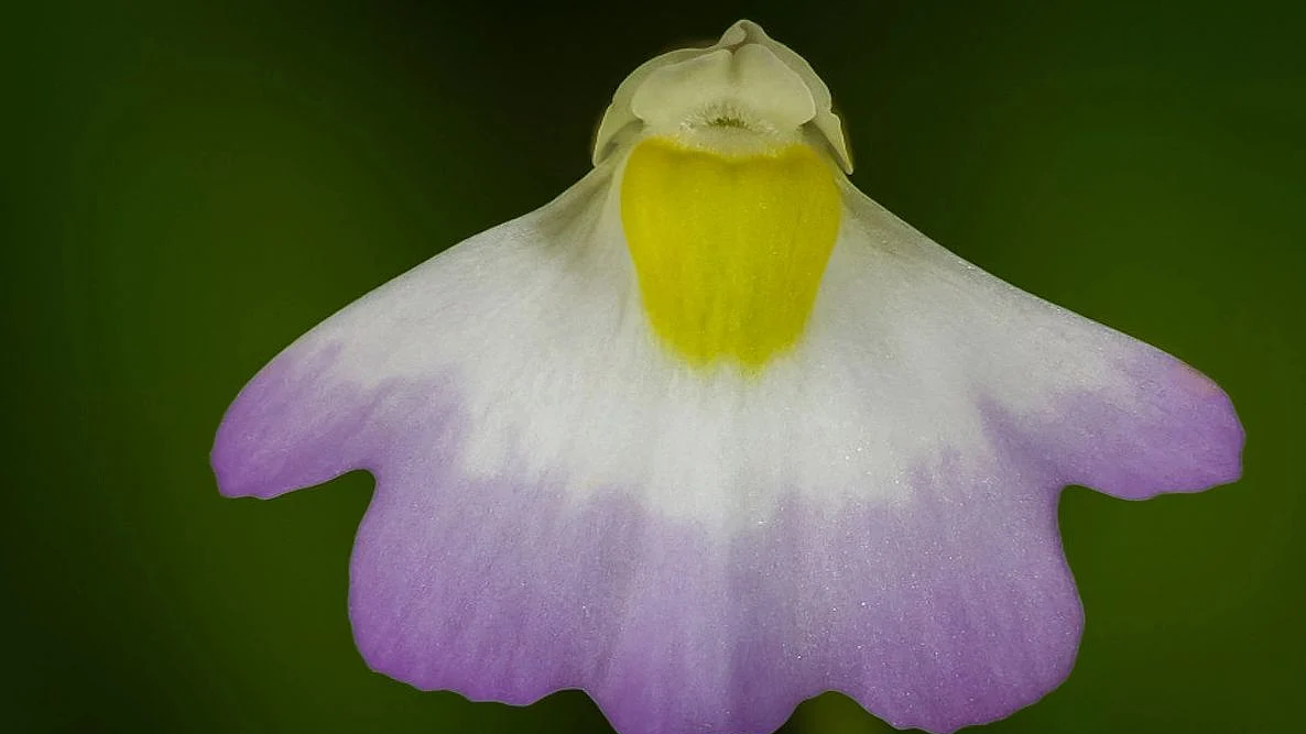 Utricularia Furcellata