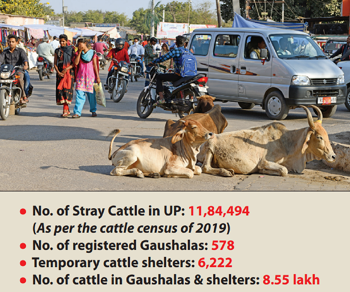 PM and PMO keep suspense alive over promise to turn cow dung to gold 