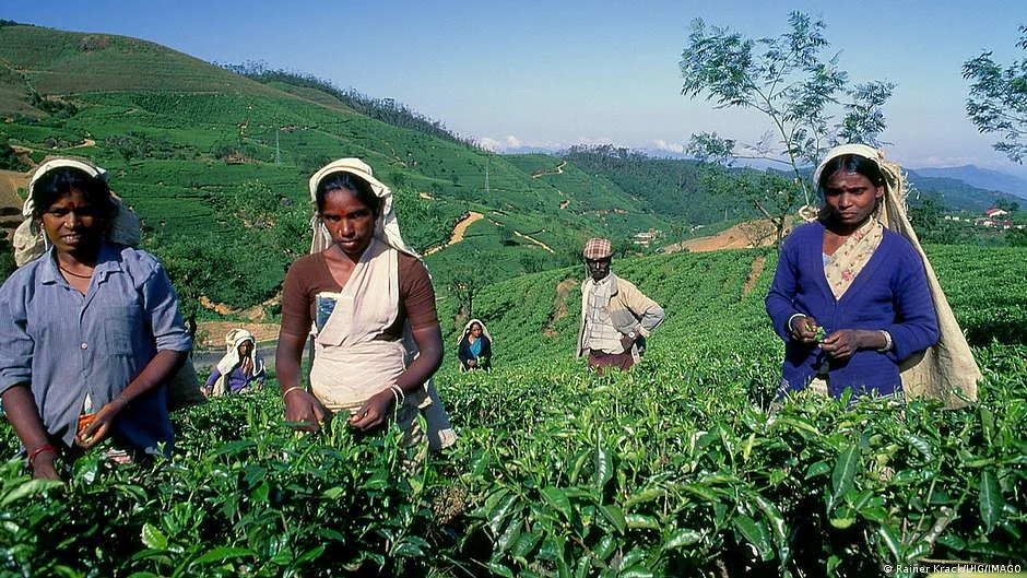 Why is trouble brewing in Sri Lanka's tea industry? (photo: DW)