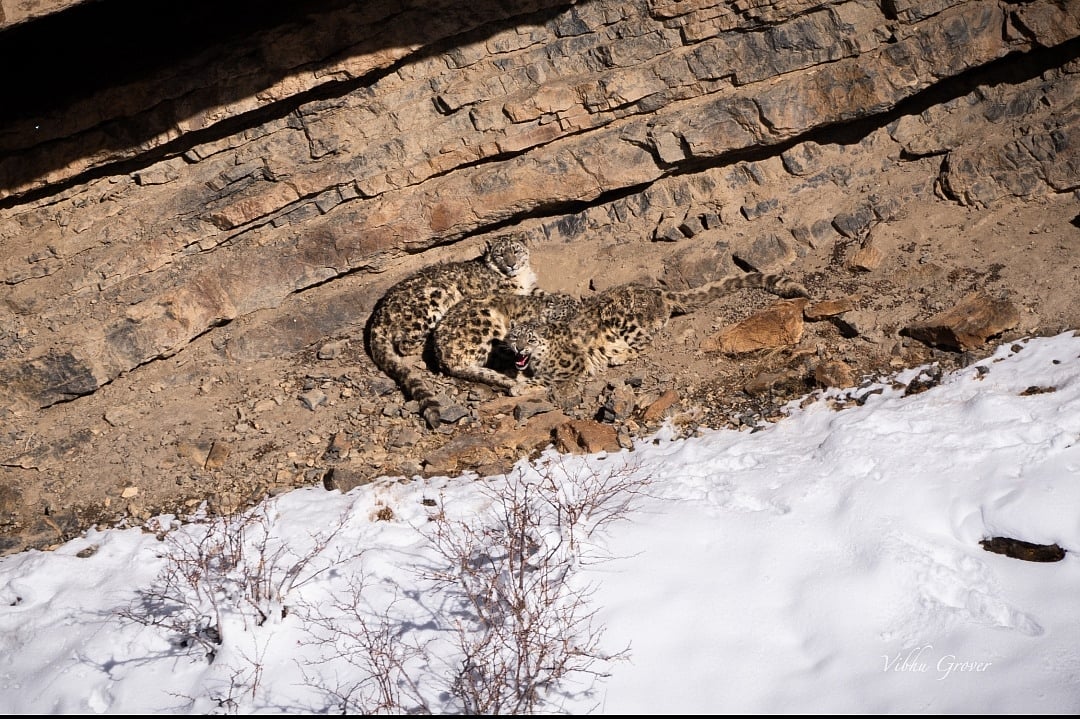 Spot the snow leopards