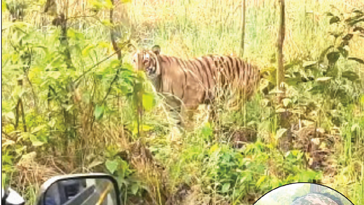 Planning to be a wildlife photographer? Never disrespect the jungle