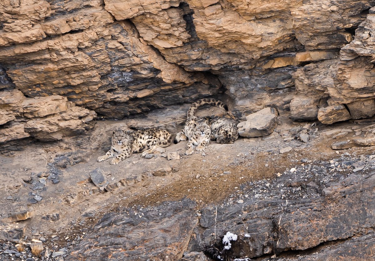 Spot the snow leopards