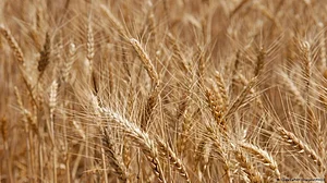 India staring at grave foodgrain crisis in coming months
