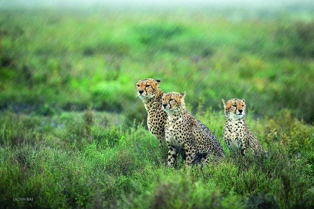 Cheetahs may not get second time lucky