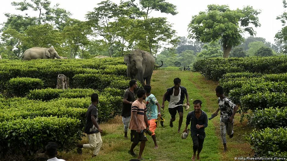 Representative image of elephant attack (photo: NH)