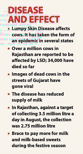 Lumpy Skin Disease: Stray cows, slaughter and LSD