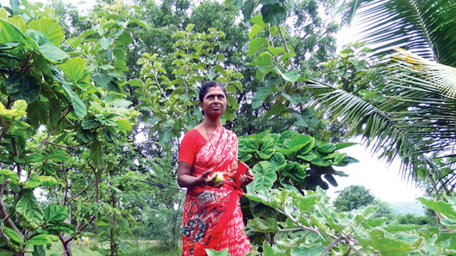 V. Malleshwaramma on her multi-crop farm in Musalireddygaripalli village in Andhra Pradesh (Photo: Jaideep Hardikar)