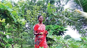 V. Malleshwaramma on her multi-crop farm in Musalireddygaripalli village in Andhra Pradesh (Photo: Jaideep Hardikar)