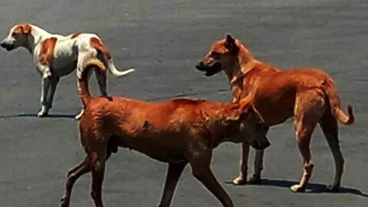 Representative (IANS)