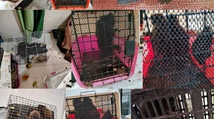 Exotic species seized at Chennai airport; customs, police commence probe