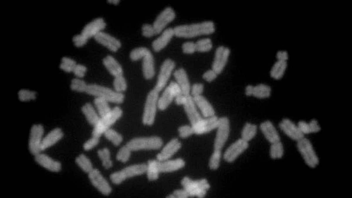 Human chromosome