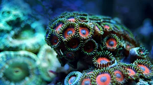 Many marine species may go extinct before discovered: Scientists at COP15