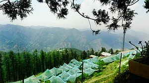 Himachal Pradesh Elections: BJP bites into bitter apples, Congress bags victory