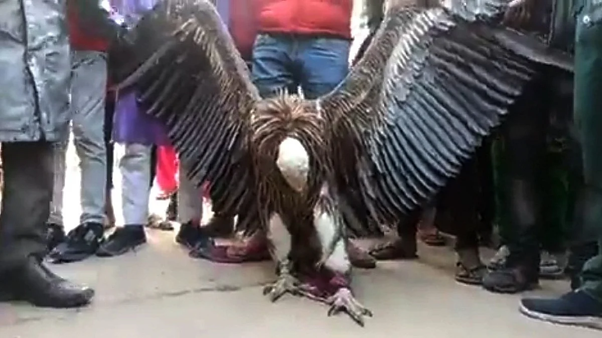 Himalayan vulture found.
