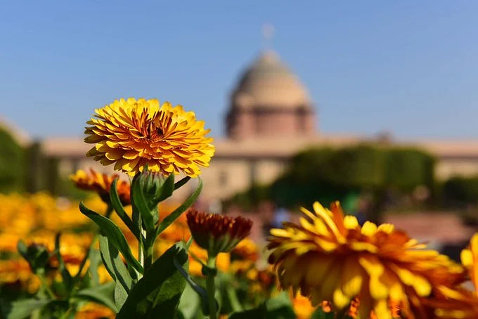 Rashtrapati Bhavan's Mughal Gardens renamed 'Amrit Udyan', to open for public from January 31