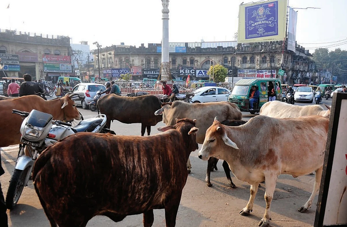 Stray Cattle: The Mother of All Problems