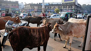 Stray Cattle: The Mother of All Problems