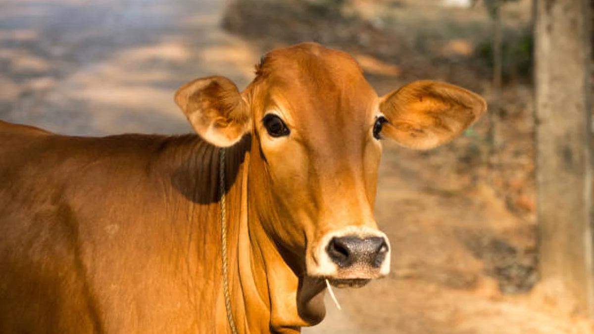 Animal Welfare Board withdraws appeal to celebrate Feb 14 as 'Cow Hug Day'