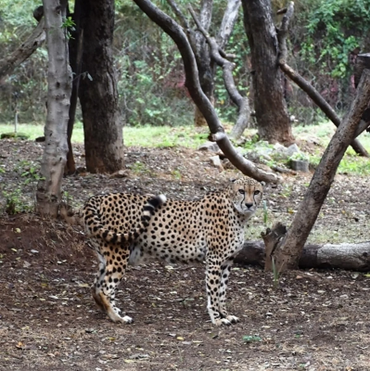 Cheetah gifted by Saudi Prince dies of heart attack at Hyderabad Zoo
