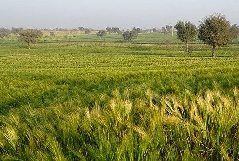 Unseasonal rain next week may damage crops, warn experts