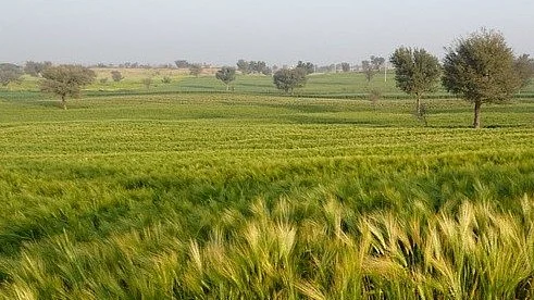 Unseasonal rain next week may damage crops, warn experts