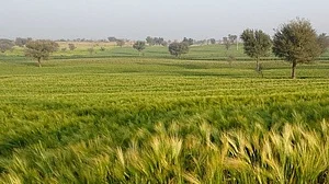 Unseasonal rain next week may damage crops, warn experts