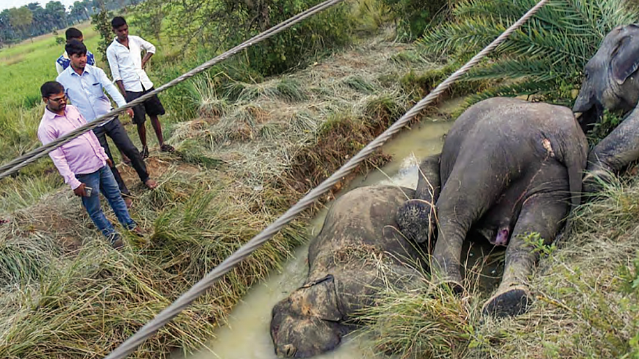 India's Elephant Population: Fast-tracking their extinction?