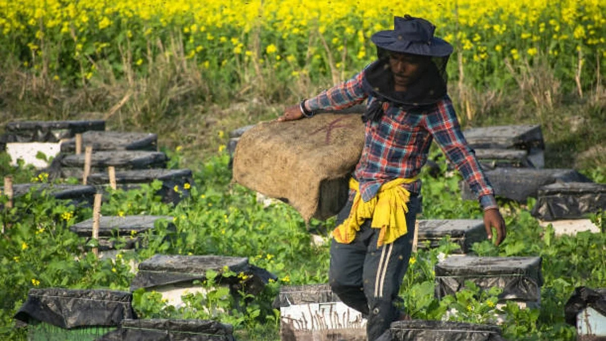 A farmer in a mustard field (Photo: Getty Images)
