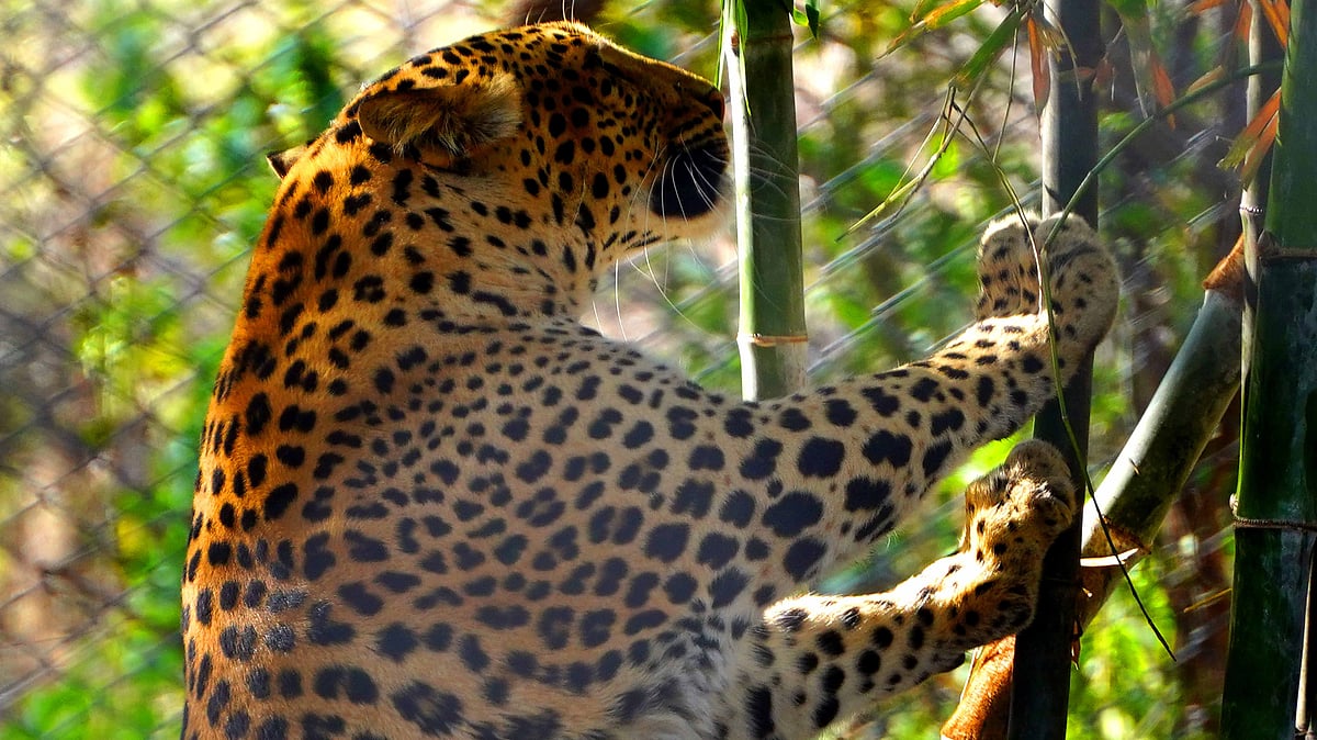 Death of six cheetahs at Kuno prompts NTCA to set up high-power committee to monitor project