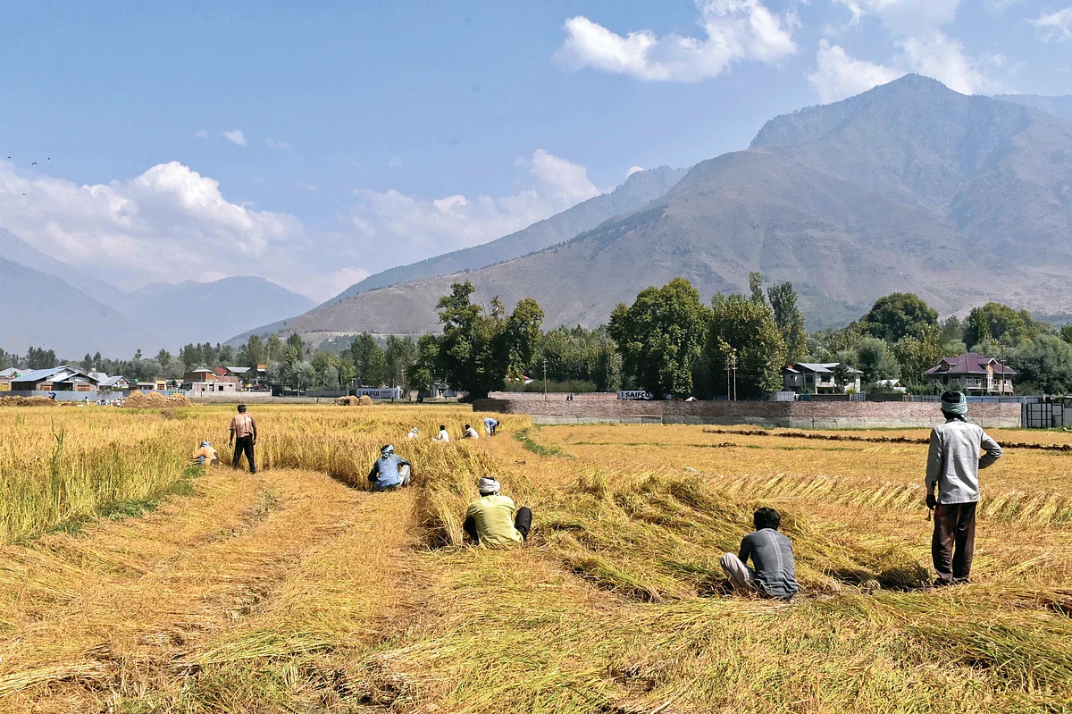 A rice field in J&K (photo: Saqib Majeed/SOPA Images/LightRocket via Getty Images)