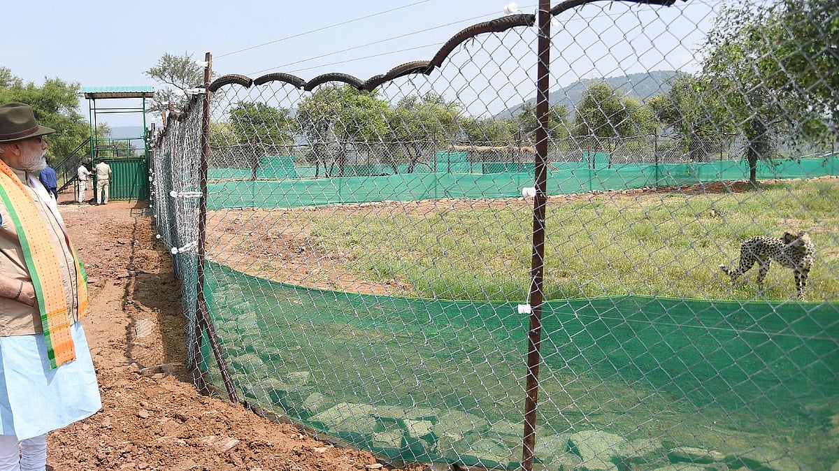 The Indian Cheetah: Death by 'Revival'