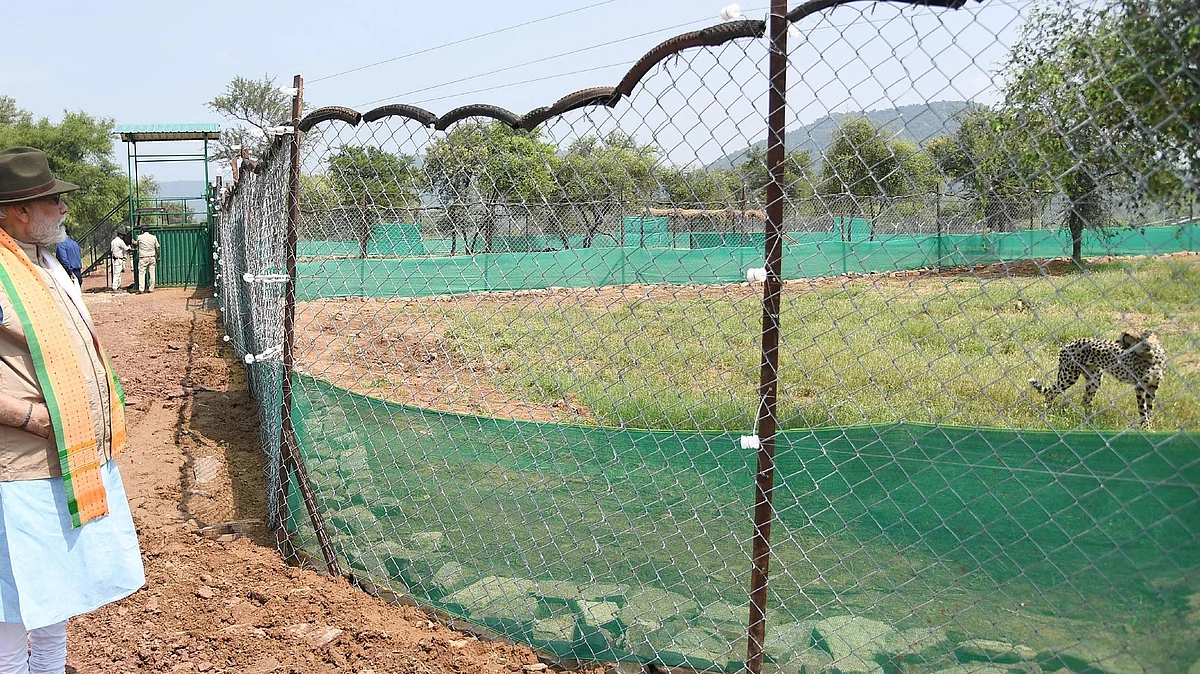 The Indian Cheetah: Death by 'Revival'