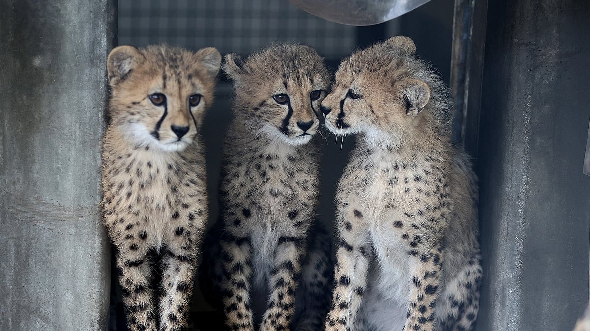 Three cheetah cubs (Photo: Getty Images)