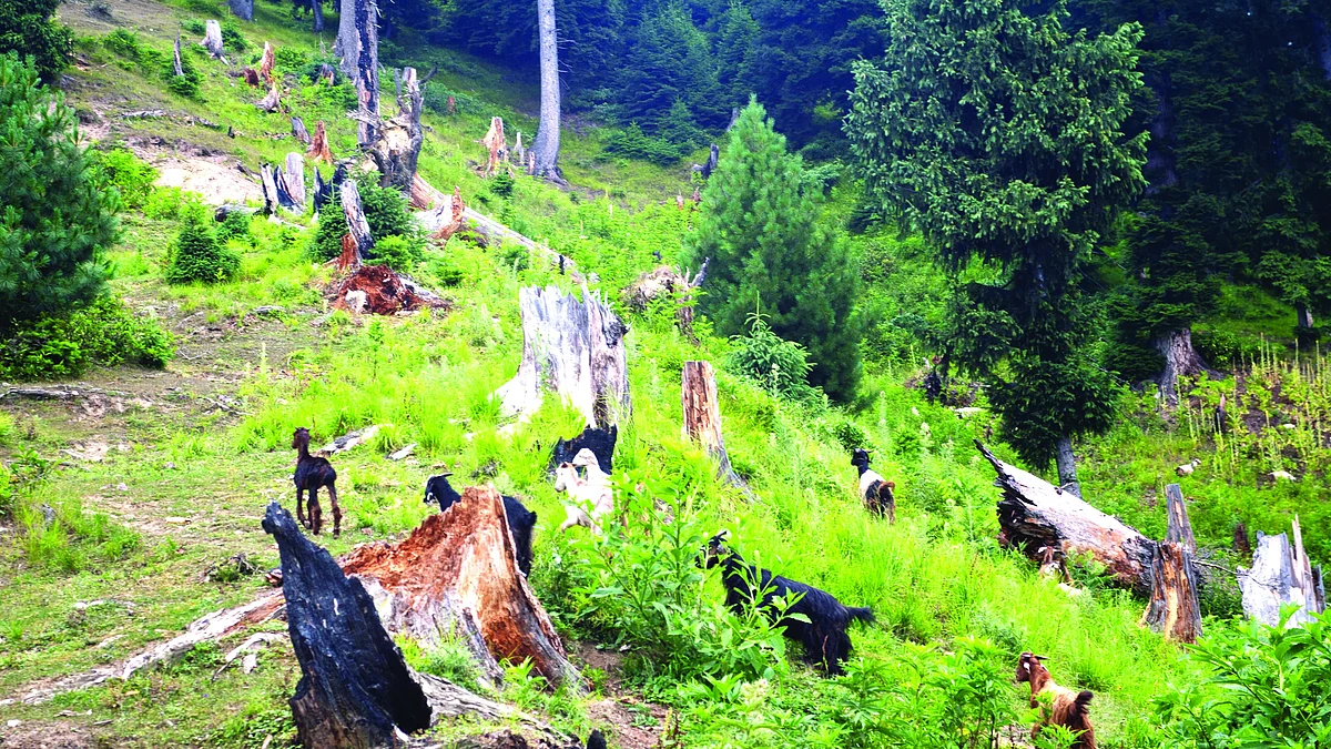 Deodar trees felled in Tosa Maidan, 70 km west of Srinagar, J&K