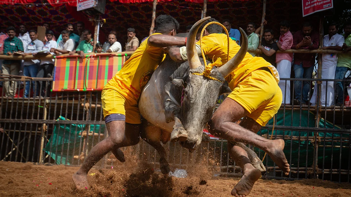 Men tackle a bull as they participate in the annual bull-taming sport of Jallikattu (Photo by Abhishek Chinnappa/Getty Images)