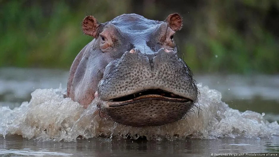 Pablo Escobar's hippos in Colombia: "Growing exponentially"
