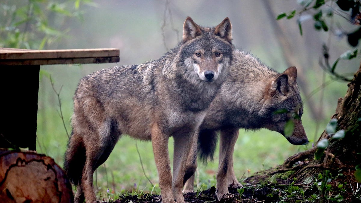 Two Wolves (Getty Images)