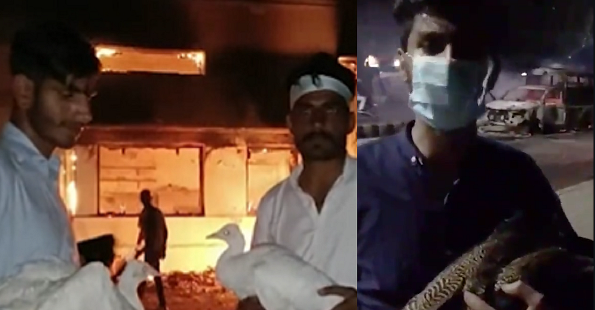 Imran Khan arrest: PTI protesters steal peacock, cannons from Corps Commander's residence