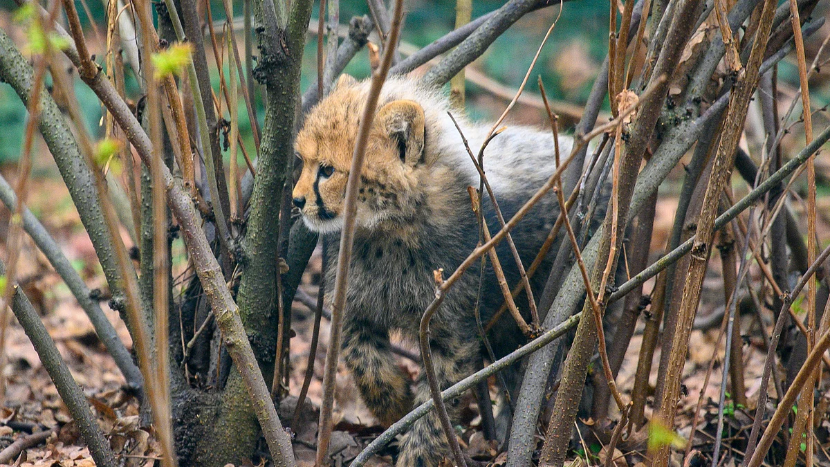 Representative image of a cheetah cub (Getty Images)