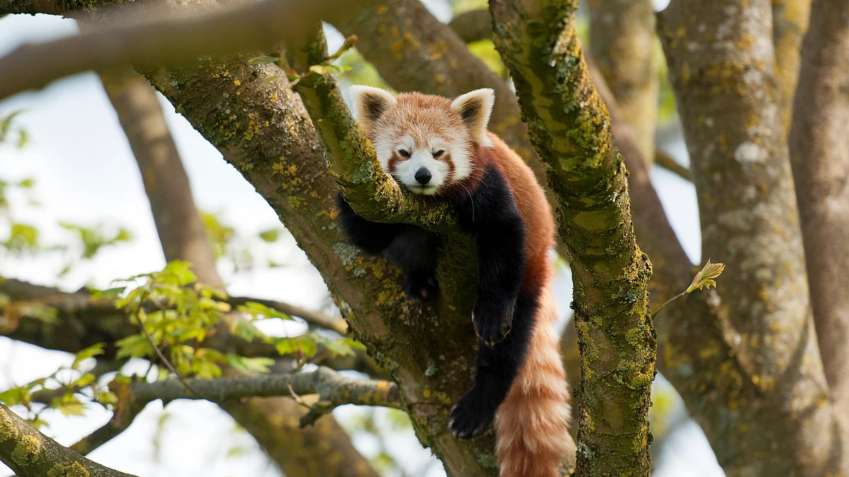 A red panda (Ailurus fulgens) resting on a tree branch (Photo: Getty Images)