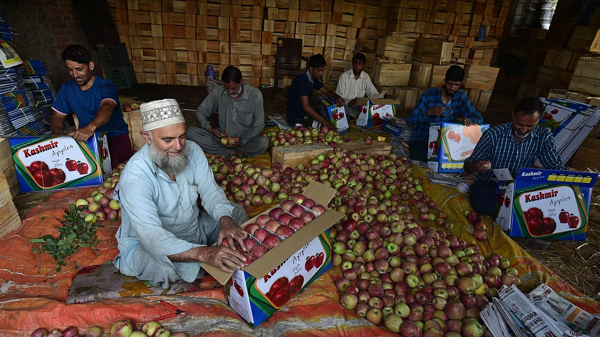 Kashmiri farmers fill boxes with apples during the harvesting season  (photo: Getty Images)