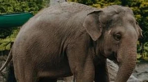 Tusker 'Arikomban' now at Kanyakumari forest range