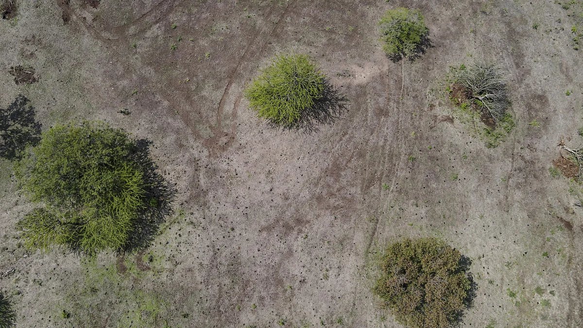 A drought-affected corn farm (photo: Getty Images)