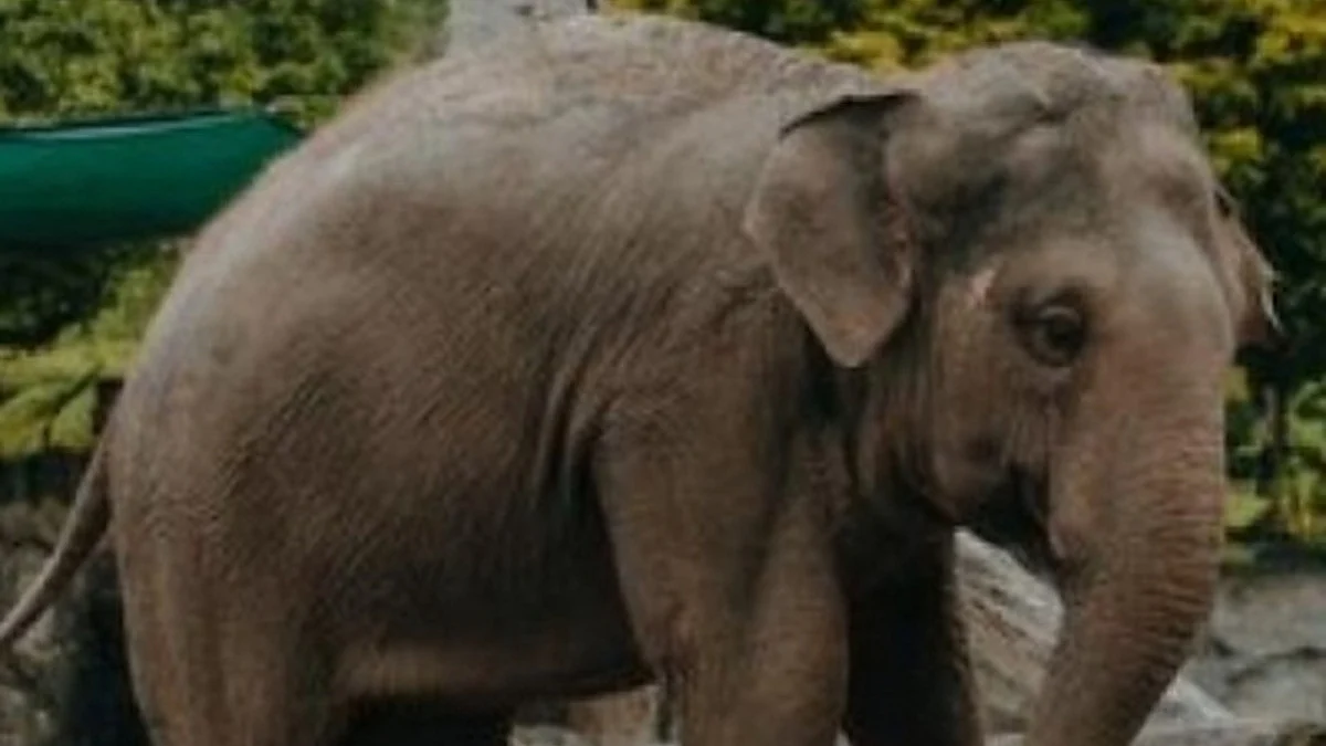 Arikomban (Photo: IANS)