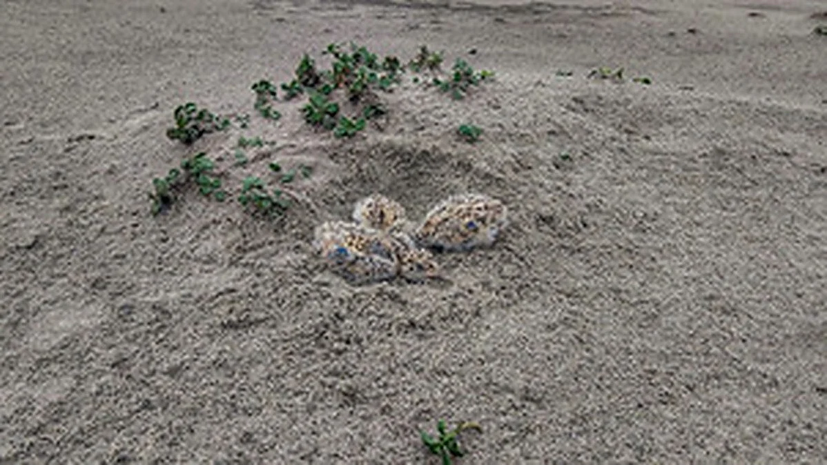 the first breeding site of endangered Indian skimmers (Photo Courtesy: PTI)