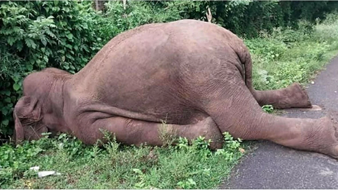 The elephant died in the early hours of Thursday (Photo: IANS)