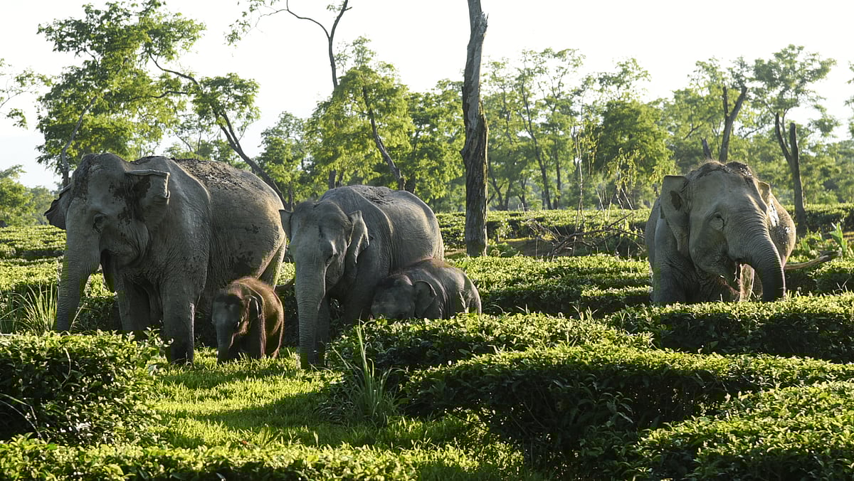 Bamboo plantations, salt lick blocks, check dams to minimise man-elephant conflict in J'Khand: PCCF