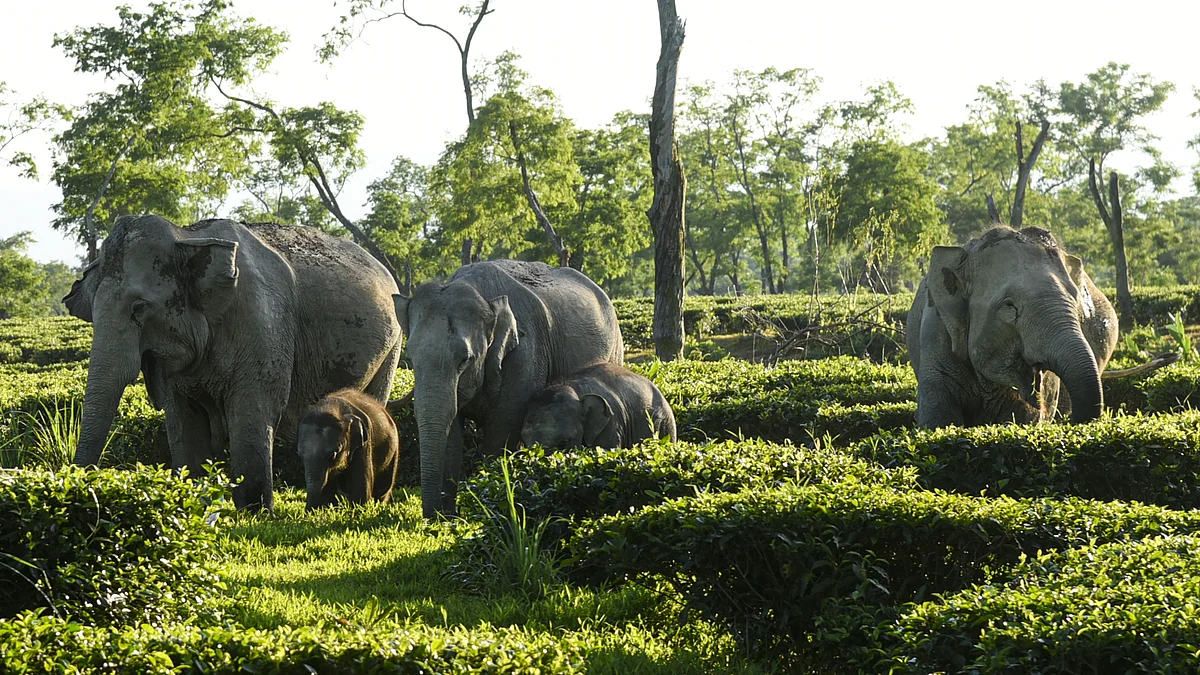 A herd of wild elephants (photo: Getty Images)