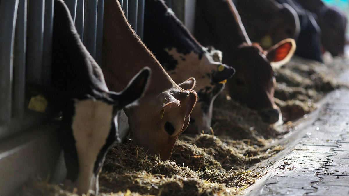 Cows feed in a shed (photo: Getty Images)