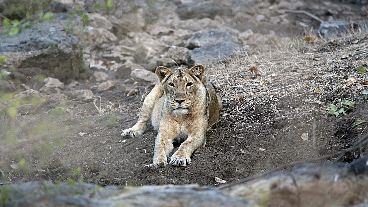 An Asiatic lioness at the Gir Forest National Park, Gujarat, India (photo: Getty Images)